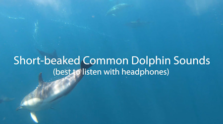 Short-beaked Common Dolphin Sounds- West Cork
