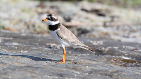 The Ringed Plover seems to risk it all